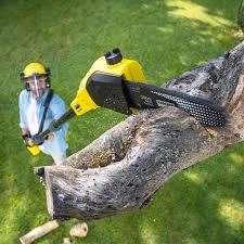 Best Hazardous Tree Removal  in Lake Forest Park, WA